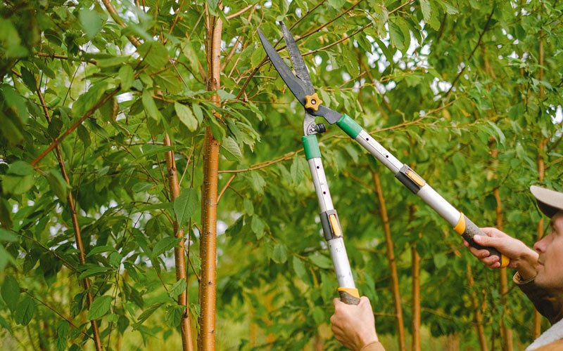 Tree trimming in Eau Galle, WI