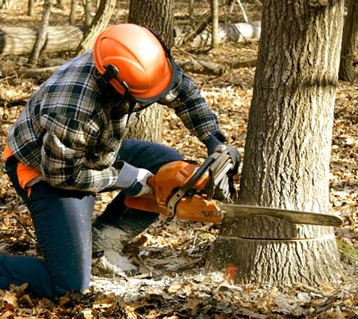 Tree Removal in Eau Galle, WI